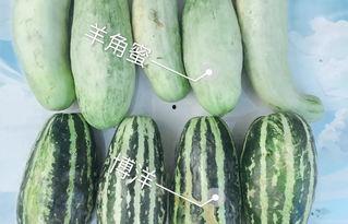 看网红吃瓜,幕后故事与热门话题深度解析  第3张