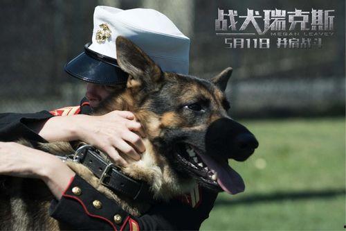 战犬 在线观看,忠诚守护，生死较量  第3张